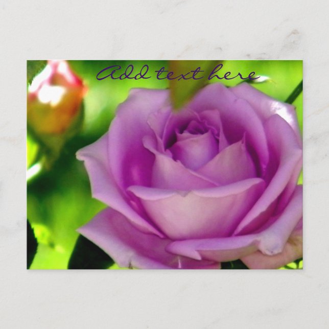 Cartão Postal Rosa Roxa_ (Frente)