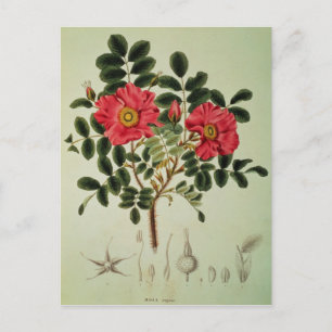 Cartão Postal Rosa rugosa, de 'Flora Japonica'