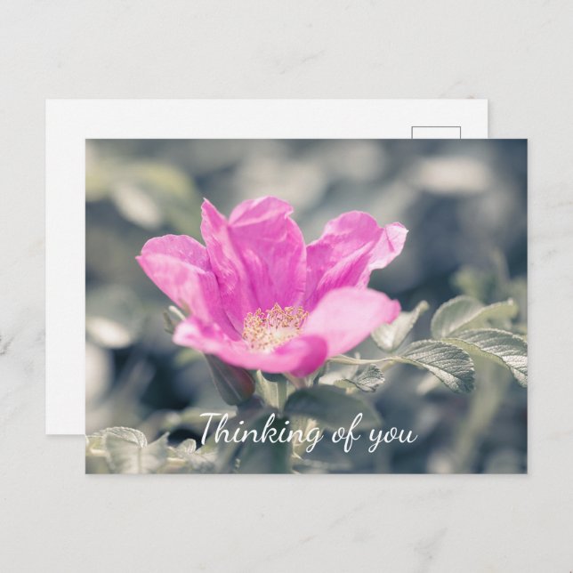 Cartão Postal Rosa Rugosa Rosa Rosa Pensando Em Você (Frente/Verso)