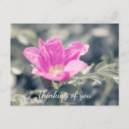 Cartão Postal Rosa Rugosa Rosa Rosa Pensando Em Você