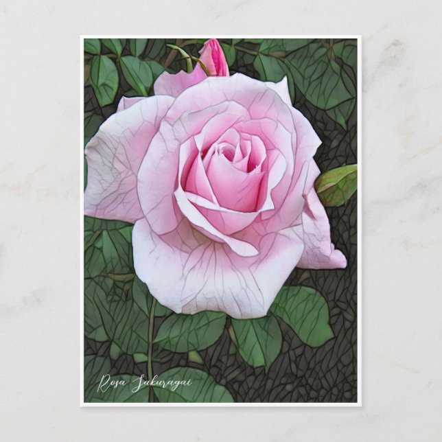 Cartão Postal Rosa Sakuragai (Frente)
