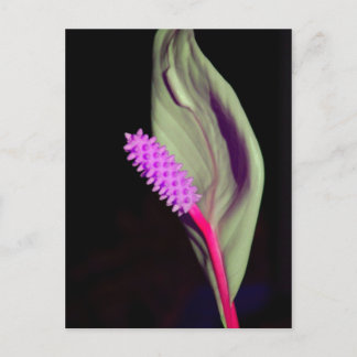 Cartão Postal Rosa Schönheit