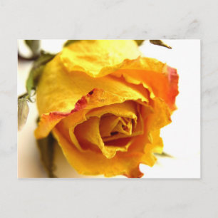 Cartão Postal Rosa Seco