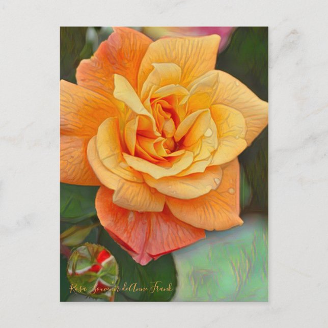 Cartão Postal Rosa Souvenir de Anne Frank [Cartão-postal] (Frente)