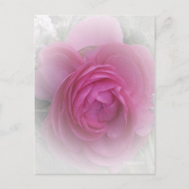 Cartão Postal Rosa Suave (Frente)