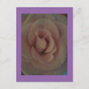 Cartão Postal Rosa suave