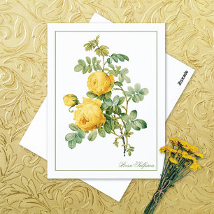Cartão Postal Rosa Sulfurea Amarela Pierre-Joseph Redouté