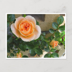 Cartão Postal Rosa Sunset Memory