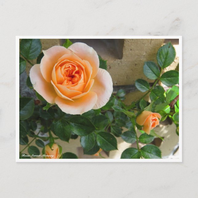 Cartão Postal Rosa Sunset Memory (Frente)