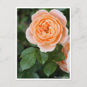 Cartão Postal Rosa Sunset Memory:Cartão postal