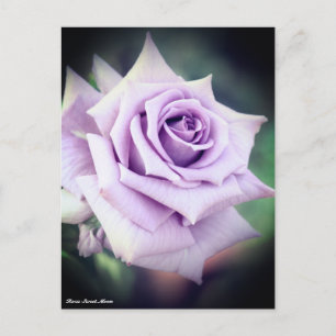 Cartão Postal Rosa Sweet Moon