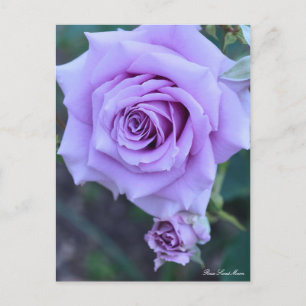 Cartão Postal Rosa Sweet Moon:Cartão postal