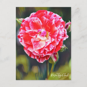 Cartão Postal Rosa Tiger Tail [Cartão Postal]