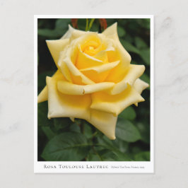 Cartão Postal Rosa Toulouse Lautrec