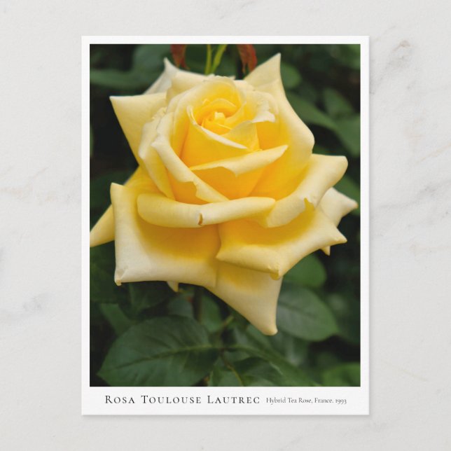 Cartão Postal Rosa Toulouse Lautrec (Frente)