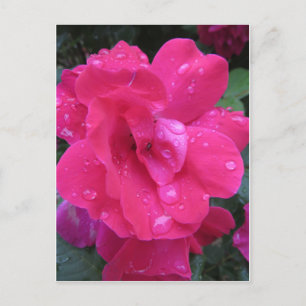 Cartão Postal Rosa úmido