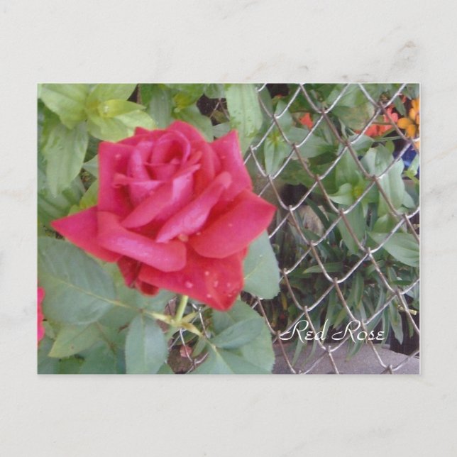 Cartão Postal Rosa vermelha (Frente)