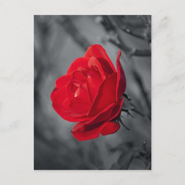 Cartão Postal Rosa Vermelha (Frente)