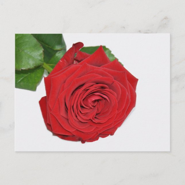 Cartão Postal Rosa vermelha (Frente)