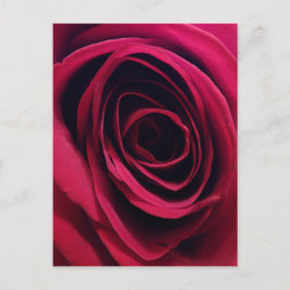 Cartão Postal Rosa Vermelha