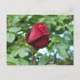 Cartão Postal rosa vermelha