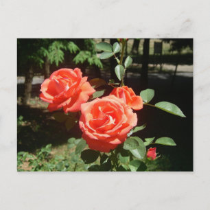 Cartão Postal Rosa vermelha
