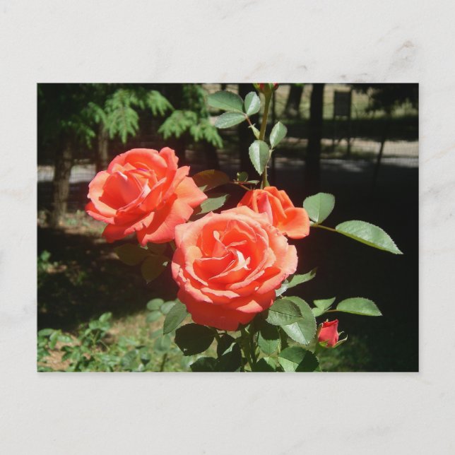 Cartão Postal Rosa vermelha (Frente)