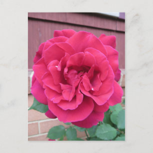 Cartão Postal Rosa vermelha