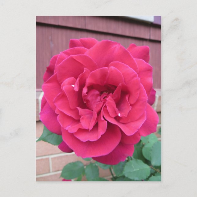 Cartão Postal Rosa vermelha (Frente)