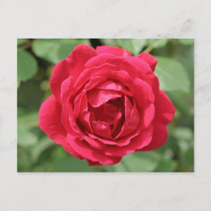 Cartão Postal rosa vermelha