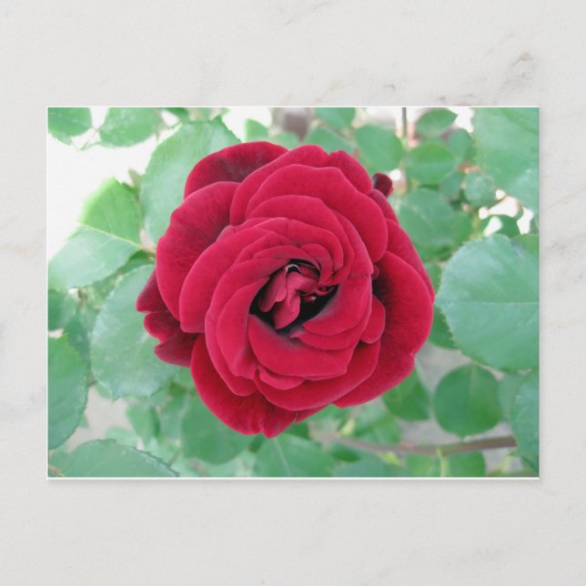 Cartão Postal rosa vermelha (Frente)
