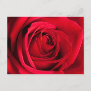 Cartão Postal rosa vermelha