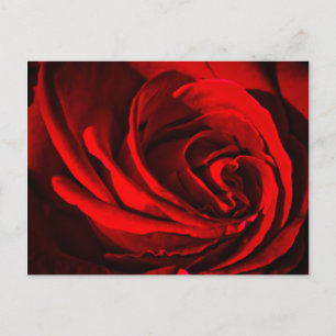 Cartão Postal Rosa vermelha