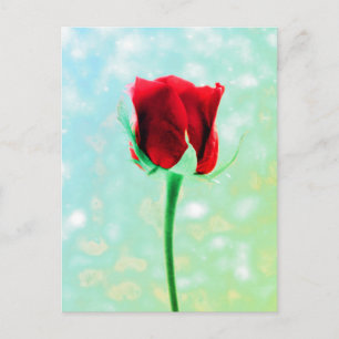 Cartão Postal Rosa vermelha