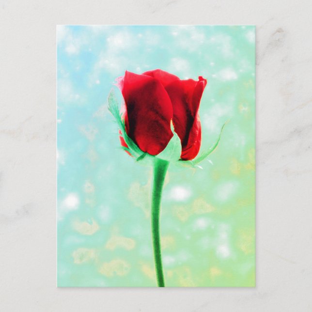 Cartão Postal Rosa vermelha (Frente)