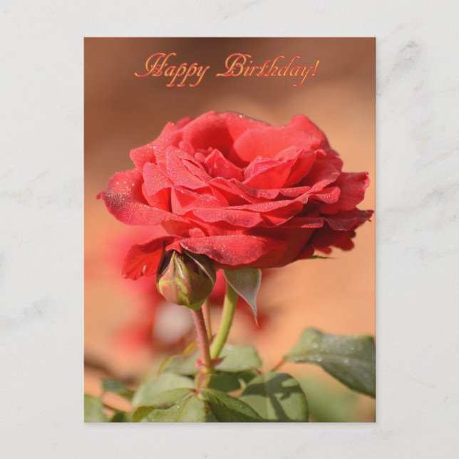 Cartão Postal Rosa Vermelha com Boto Happy Birthday  (Frente)