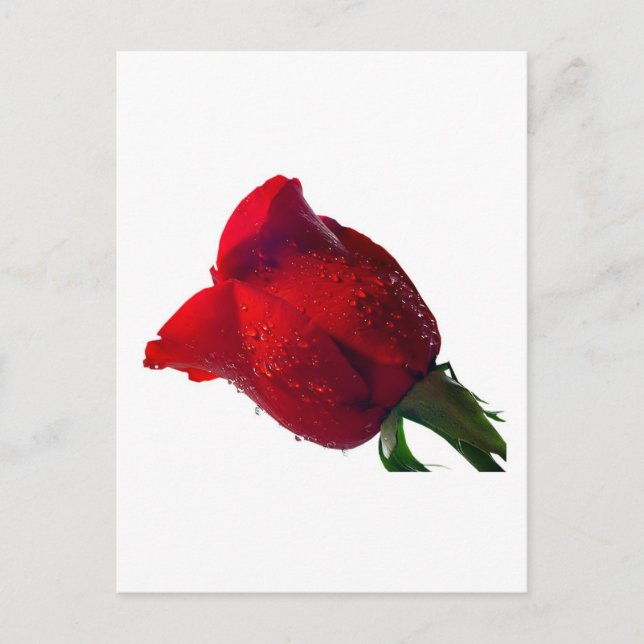 Cartão Postal rosa vermelha com gotas de água (Frente)