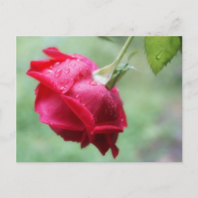 Cartão Postal Rosa vermelha com placa de Posto de gotas de água (Frente)