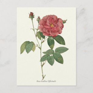 Cartão Postal Rosa vermelha de Impressão de Vintage