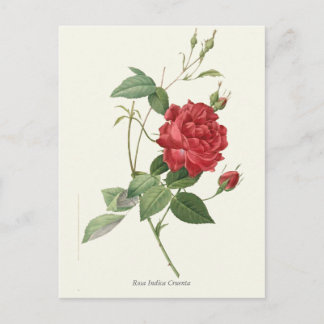 Cartão Postal Rosa vermelha de Impressão de Vintage