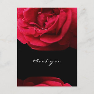 Cartão Postal Rosa vermelha de Paixão Obrigado