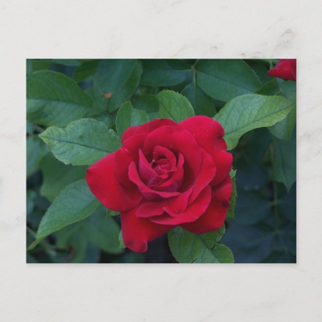 Cartão Postal Rosa Vermelha de Perto (Frente)