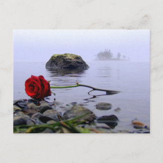 Cartão Postal Rosa vermelha em terra lavada