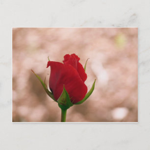 Cartão Postal Rosa vermelha solteiro