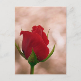 Cartão Postal Rosa vermelha solteiro
