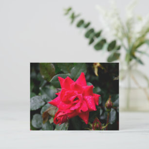 Cartão Postal Rosa Vermelha Vibrante