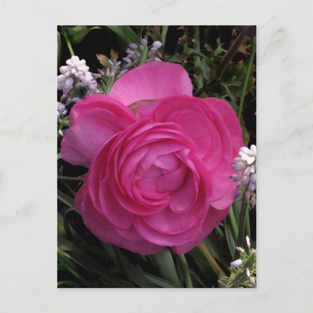 Cartão Postal Rosa Vermelho... (Frente)