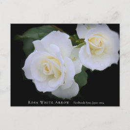 Cartão Postal Rosa White Arrow
