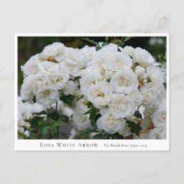 Cartão Postal Rosa White Arrow