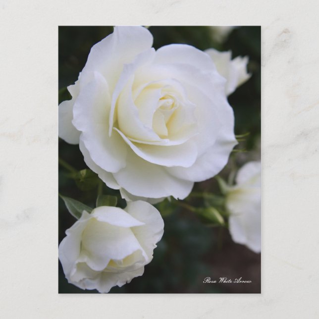 Cartão Postal Rosa White Arrow：Postcard (Frente)